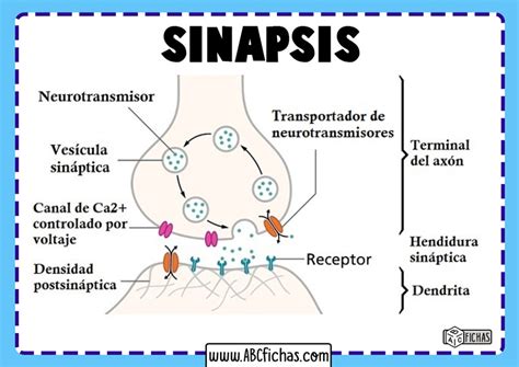 La Sinapsis: Definición y Tipos de Sinapsis Neuronal