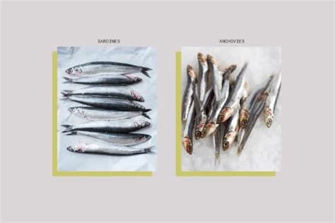 Anchovies vs. Sardines: The Difference & Which One Is Healthier | mindbodygreen