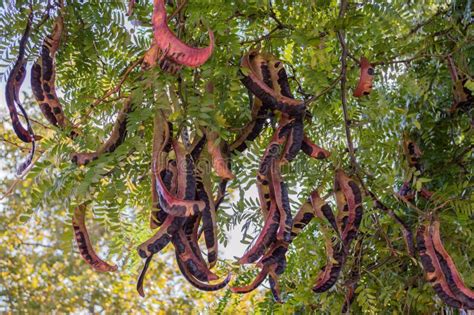 Fruit tree Gleditsia stock photo. Image of leaf, plant - 47484576