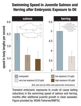 Environmental News Network - The long-term effects of the Exxon Valdez oil spill