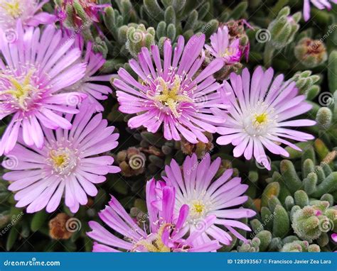 Light Purple Delosperma Flowers in a Garden Stock Image - Image of ...