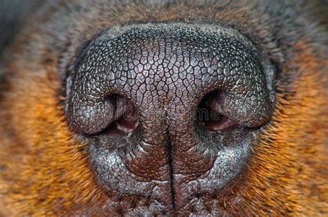 Dog Nose Close-up stock image. Image of domestic, animal - 68990061