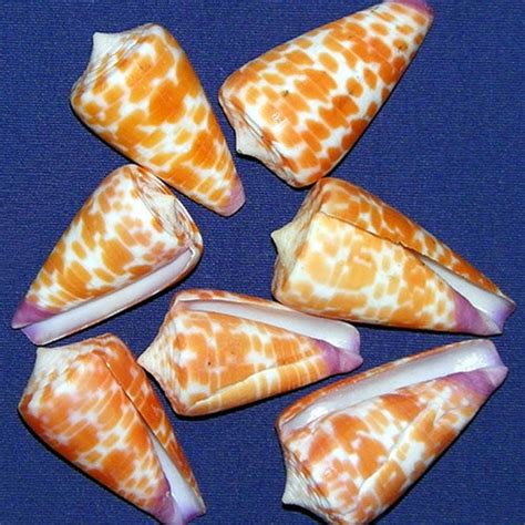 Conus Betulinus Beech Cone Shell 2 Craft Seashell 1 - Etsy