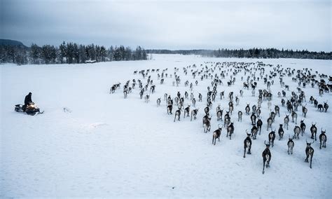 Fighting for Free-Range Reindeer in Norway’s Far North - YES! Magazine ...