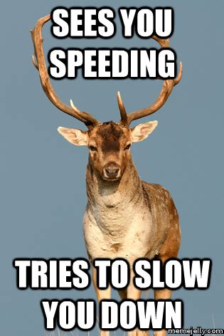 10 Best Deer Memes | Sweeney Feeders