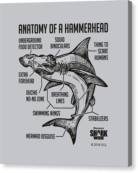 Anatomy of a Hammerhead - Canvas Print – Discovery Store