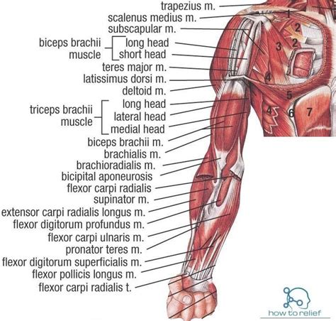 Upper Extremity Muscle : Origin, Insertion, Action & Nerve Supply » How To Relief | Muscle ...