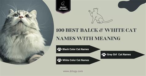 100 Best Black and White Cat Names Meaning - Drlogy Cat Names