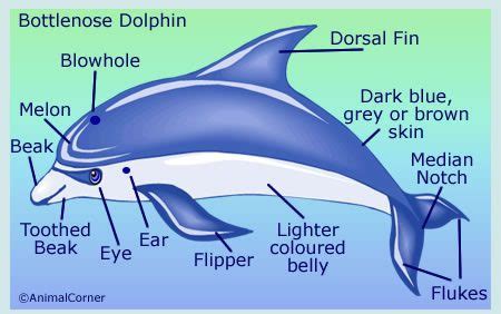 Dolphin Anatomy Facts - Diagram & Pictures Of Body