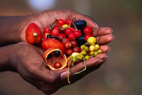 The wonderful world of Bush Food — Harvest Seeds & Native Plants Nursery | Australian Native ...