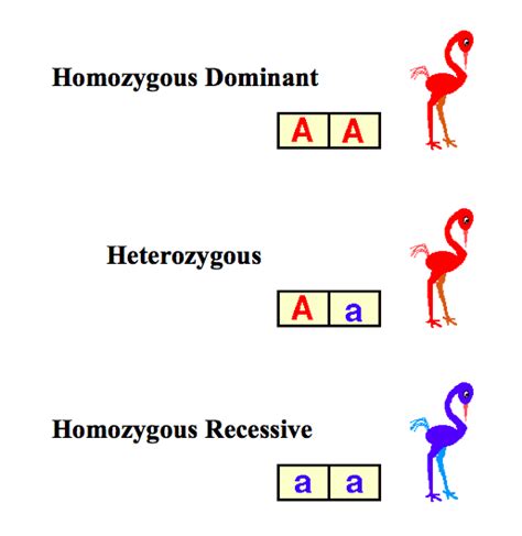 Genotype | Biology resources, Biology lessons, Biology