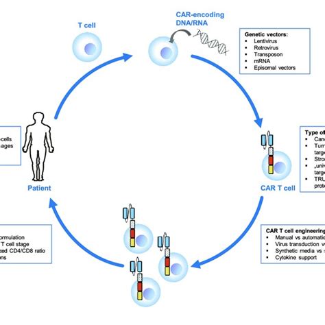 The CAR T cell manufacturing process. CAR T cell manufacturing is a... | Download Scientific Diagram