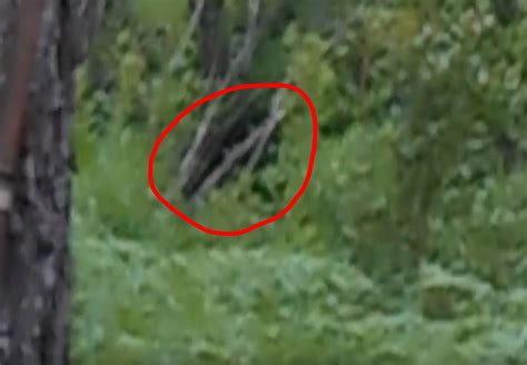 Does This Video Show A Hide N Seek Champion Bigfoot?