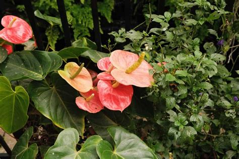 Anthurium Colors and Their Meaning | Plantly