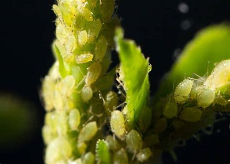 Aphids on plants 🌿 🐜 Tackling the tiny invaders for a healthier garden