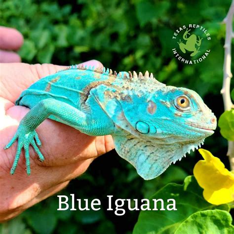 Blue Iguana