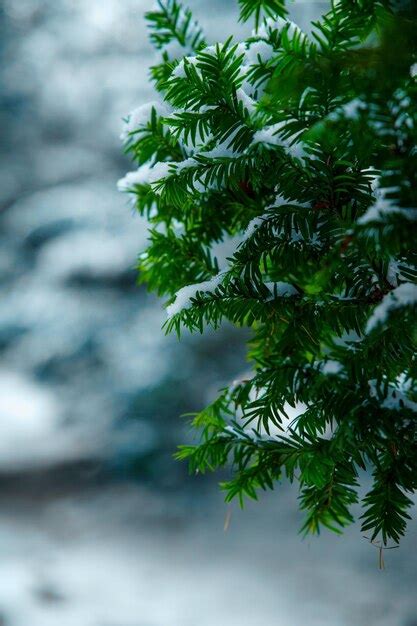 Premium Photo | A vertical shot of a tree branch covered in white snow ...