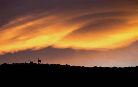 Fiery Guanaco Sunrise Photograph by Max Waugh - Fine Art America