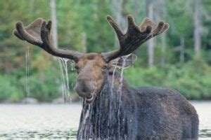 Maine's "Moose Alley" - US Route 201 to Adventure - Northern Outdoors