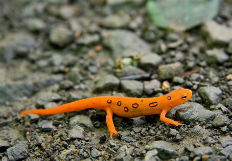 Salamanders have a secret to survive drought, heat waves, and climate ...