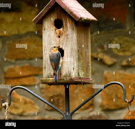 American Blue bird nesting season Stock Photo - Alamy