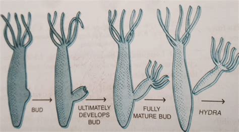 Budding in Hydra, Yeast and Spongilla with diagram - Biologysir