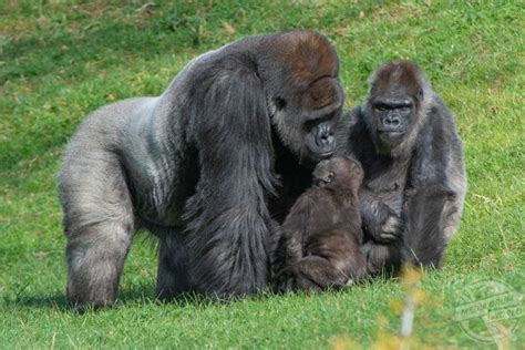 Quality Family Time Between This Baby Gorilla And Dominant Silverback Has Been Captured In ...