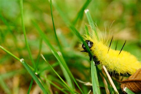 American Dagger Moth Caterpillar - Birds and Blooms