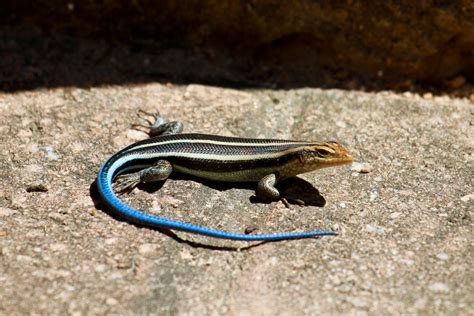 How to Safely Catch and Hold a Wild Lizard - PetHelpful