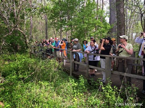 Ohio Birds and Biodiversity: Magee Marsh warbler madness