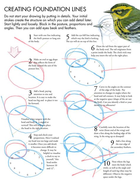 Drawing Birds Tutorial • John Muir Laws