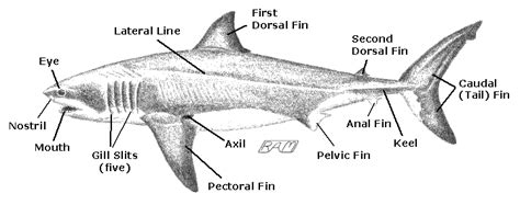 Great White Shark Eye Anatomy