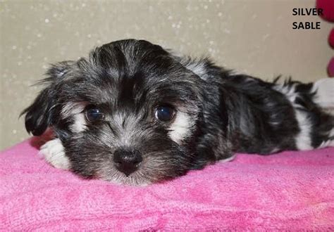 Havanese Colors | Royal Flush Havanese | Havanese puppies, Havanese ...