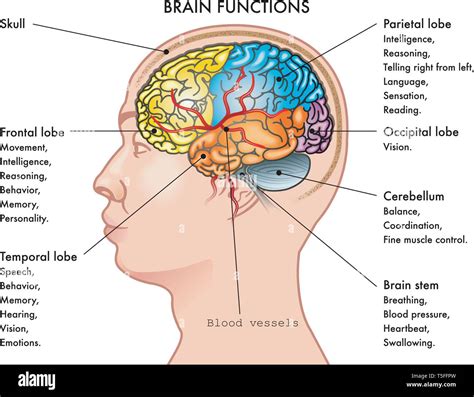 Functions of the brain hi-res stock photography and images - Alamy