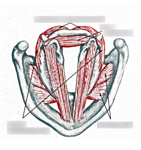 Adductor and Abductor Muscles Diagram | Quizlet