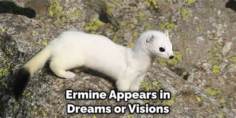 Ermine Spiritual Meaning, Symbolism, and Totem | Instructions