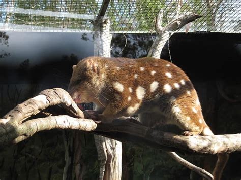 Quoll Pictures - AZ Animals