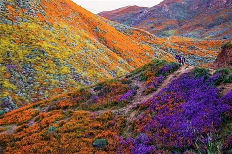 In Photos: California's Wildflower Super Bloom Can be Seen From Space ...