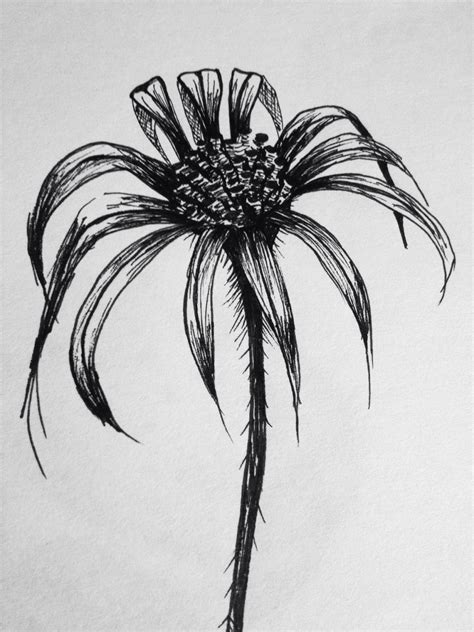 Wild flower, ink pen drawing | Pen and Ink & Pencil Drawing | Pintere…