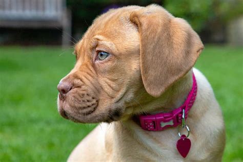 Dogue De Bordeaux Lifespan: Average Life Expectancy and More! - A-Z Animals