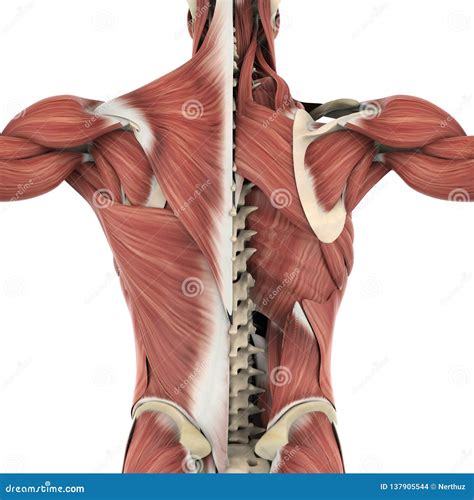 Back Muscles Anatomy Chart Spine And Back Muscles Anatomy Poster | The ...