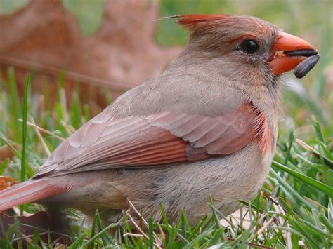 Fichier:Northern Cardinal Female-27527-2.jpg — Wikipédia