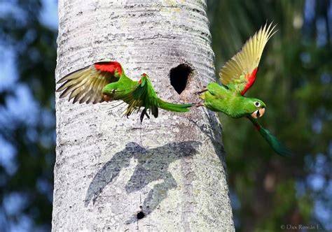 Hispaniolan Parakeet – birdfinding.info