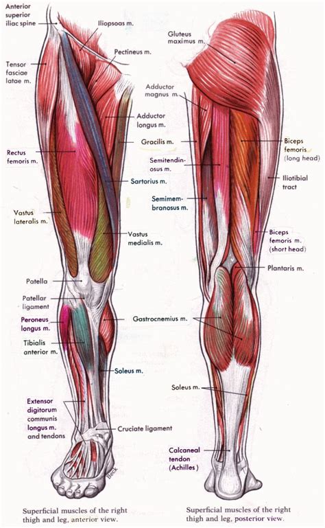 Musculos piernas Leg Muscles Anatomy, Leg Anatomy, Human Body Anatomy, Human Anatomy And ...