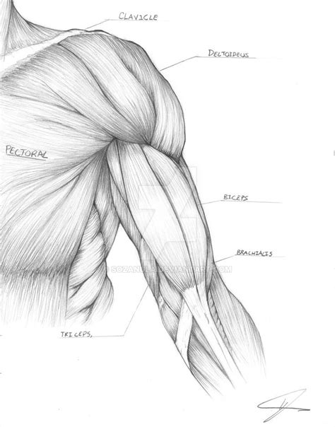 Muscle Arm Study | Arte de anatomía humana, Referencia de anatomía, Dibujo anatomia humana