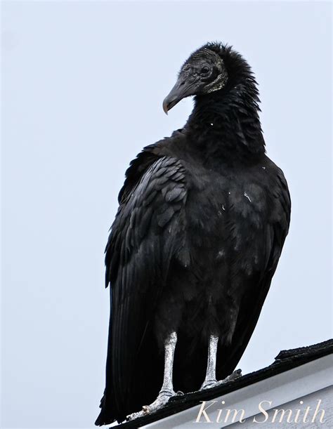 black Vulture - Google Search | Cute animals, Animals, Bald eagle