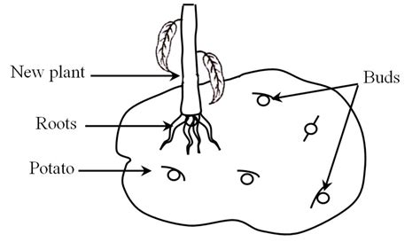 Vegetative Propagation: Definition, Diagram, Types and its Methods