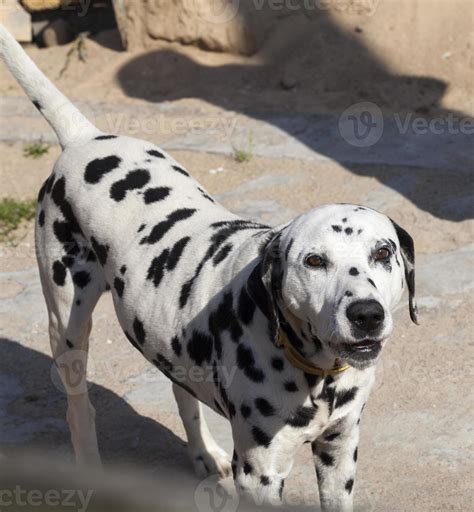 a black and white dalmatian 9487724 Stock Photo at Vecteezy