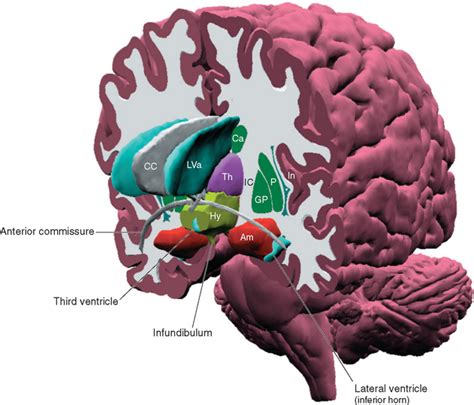 Drives and Emotions: The Hypothalamus and Limbic System | Neupsy Key