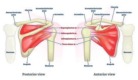 What is the rotator cuff of the shoulder? — Lake Washington Physical Therapy